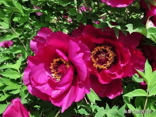 2021花兒原上鄉村馬拉松 臨洮狄道之旅站 沿途美景美食提前看